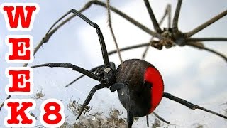 Redback Spider Attacks 4 Spiders Spiderlings Take Over Week 8 [upl. by Anilok26]