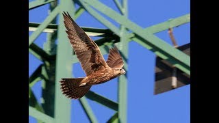 The Saker Falcon – A Precious Gem of the Lowlands [upl. by Niels]