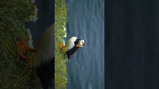 Puffins of Iceland travel iceland westfjords [upl. by Goeger138]