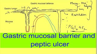 Gastric mucosal barrier and peptic ulcer  Gastrointestinal physiology mbbs 1st year lectures [upl. by Calise]