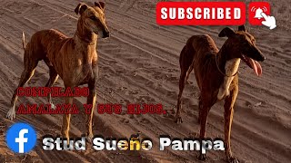 Galgos de campo Galgos vs liebre compilado [upl. by Riggins]