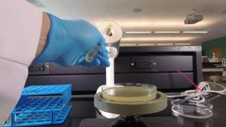 How to Obtain Isolated Colonies for Counting Using the Spin Plate Method [upl. by Auburta93]