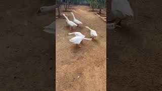 American pekin explore love lovesongdance trending funny lovestorysong hindisong hindiloveso [upl. by Dolly160]