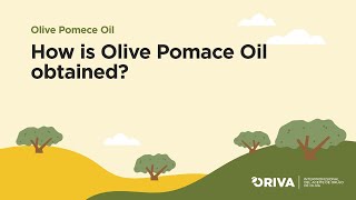 How is olive pomace oil obtained [upl. by Gettings316]