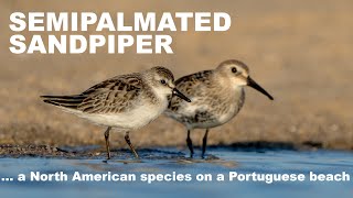 Semipalmated sandpiper on a Portuguese beach [upl. by Kingdon]