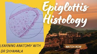 Histology of Epiglottis Step by step drawing with description [upl. by Redwine385]