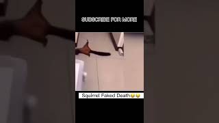 Squirrel Faking his Death Funny 😂😂 funny funnyshorts fun [upl. by Aisirtap188]