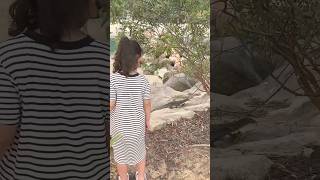 Brave Girl no skate iguana 🐊 lizard animals 4kwildlife [upl. by Anette]