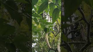 Giant squirrel on topsy turvy mode minivlog squirrel nature [upl. by Atirac]