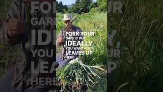 Cleaning Garlic Before Drying garlic organicfarming organic gardening farming [upl. by Creamer326]