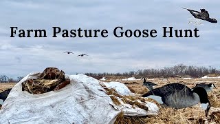 Manitoba SPRING Canada Goose Hunting In a Pasture [upl. by Anemix554]