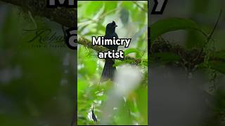 quotWestern Ghatss Master Mimicquot wildlife nature birds drongo wildlifephotography shortsfeed [upl. by Uos175]