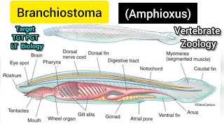 Branchiostoma amphioxus  Amphioxus diagram  Body Structure of Amphioxus [upl. by Seabury]