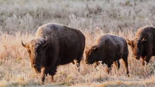 Canada’s Bison Restoring a Legacy [upl. by Sokram286]