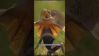 Frilled Neck Lizard facts science [upl. by Collier]