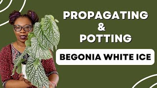 Begonia PROPAGATION And Care For BEGINNERS [upl. by Chipman699]