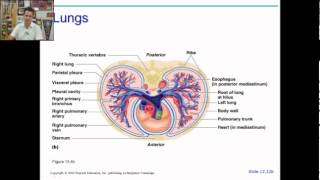 anatomy physiology chapter 19 part 1 [upl. by Abdel]