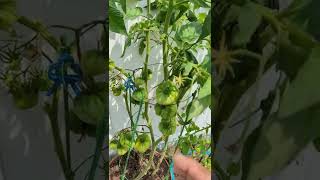 Best way To Ripen Tomatoes On The Vine  Quick tip tomatoes [upl. by Akienat]