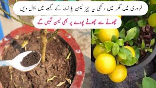 Best orgenic fertilizer for lemon plant  Nibu ki achi growth k liye ye khad dalen [upl. by Anileh]