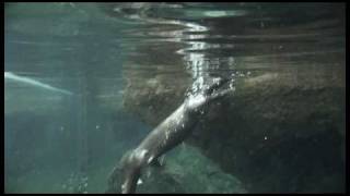 Orphaned Otter Swim Lesson at The Florida Aquarium [upl. by Pine152]