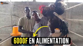 3 SECRETS DES POULETS REPRODUCTEURS ce que tu dois connaitre élevage du poulet local en AFRIQUE [upl. by Bogoch]