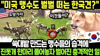 해외감동사연 한국 진돗개 DNA에 숨겨진 비밀 수천년의 역사가 깨어난 순간 미국 최강 맹수와의 한밤중 대결에서 밝혀진 충격적 진실 [upl. by Sorkin]