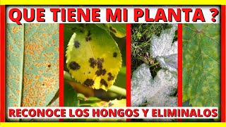 6 DIFERENTES TIPOS DE HONGOS que ATACAN LAS PLANTAS del HUERTO y JARDIN y ELIMINALOS Gio de la Rosa [upl. by Knapp]