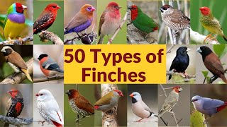 50 Types of finches Finch bird varieties 50 Types of finches with names Part1 My first video [upl. by Ecraep]