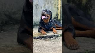 In gbe evening 😍 rottweiler pets shorts [upl. by Gromme729]