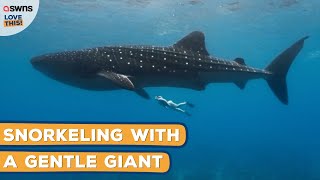 Snorkeler gets up close and personal with a huge whale shark 🤿🦈  LOVE THIS [upl. by Ashmead]