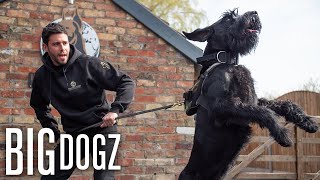 Training Giant Schnauzers  The 37000 Guard Dogs  BIG DOGZ [upl. by Okomom]