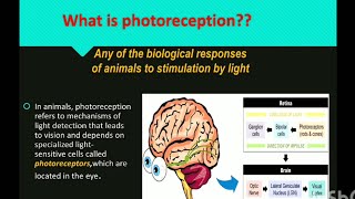 Photoreception  Chronobiology [upl. by Forsta]