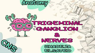 ✅✅TRIGEMINAL GANGLION [upl. by Ahsinaw]