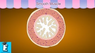 Smooth Muscle Learn for Children and Kids  EDUKID Learning [upl. by Eda]