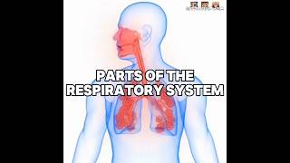 Parts Of The Respiratory System  Science Edit [upl. by Laurice593]