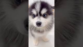 폼스키POMSKY  아담ADAM ♂ [upl. by Notsla]