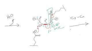 CHEM 407  Aldolase [upl. by Naga]