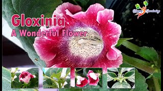 How to grow Gloxinia from Bulbs  Care of Gloxinia plant  Fertilizers for gloxinia plant [upl. by Attennek]