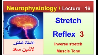 PhysiologyNeurophysiologyLecture 16Inverse stretch reflexmuscle toneLashinدلاشين [upl. by Loos206]