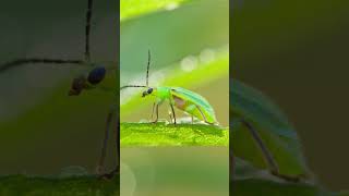 Wild Animals  Assassin bugs  a type of predatory insect [upl. by Inoek357]