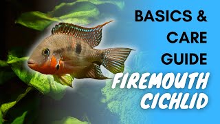 Firemouth Cichlid Basics And Care Guide [upl. by Lubbock]