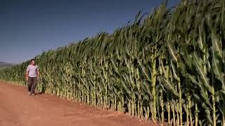 CARA BUDIDAYA JAGUNG MODERN  SUARA PETANI  CORN FARMING [upl. by Eddra141]