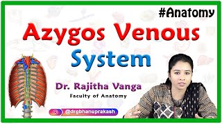 Gross anatomy of Azygos venous system  Azygos vein Accessory hemiazygos vein and Hemiazygos vein [upl. by Auqenwahs]