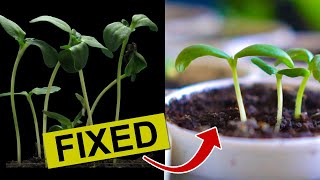 How to Fix Leggy Seedlings Without Grow Lights [upl. by Phemia]