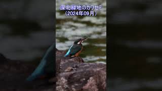 深北緑地のカワセミ（2024年09月） 深北緑地 カワセミ birds [upl. by Nalyak592]