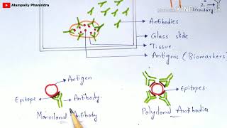 Immunohistochemistry  Principle  Procedure  Notes  By phanindra gupta  Bio science [upl. by Old]