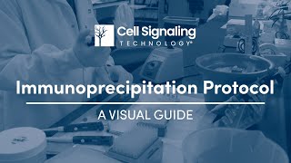 Immunoprecipitation Protocol A Visual Guide  Cell Signaling Technology [upl. by Asecnarf]