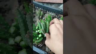 How to grow caralluma or chung garden gardening [upl. by Pascha]