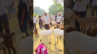 Aligarh Bakra Mandi 💖goatfarming [upl. by Madden]