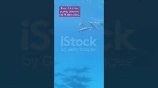 machali Pods of dolphins playing under the sea 4K stock video shortsvideo bookMeenad7f [upl. by Oigaib]